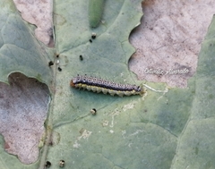 Evergestis rimosalis