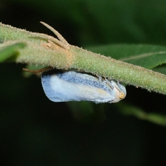 Taparella amata