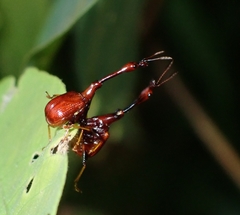 Paracycnotrachelus
