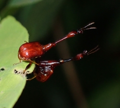 Paracycnotrachelus
