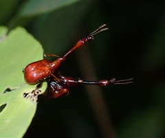 Paracycnotrachelus