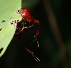 Paracycnotrachelus
