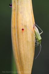 Lygocoris pabulinus
