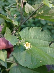 Allosidastrum pyramidatum