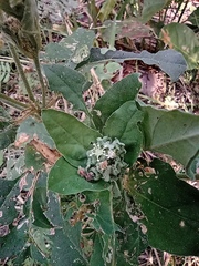 Croton argenteus