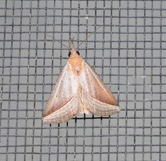 Hypena conscitalis