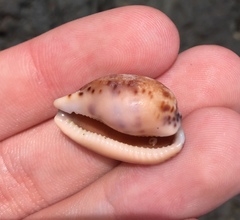 Notocypraea comptonii