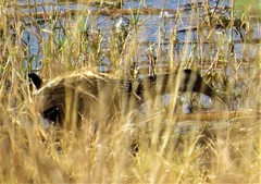 Pardirallus maculatus