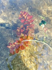 Ludwigia repens