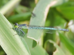 Agriocnemis kalinga