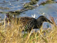 Pardirallus maculatus