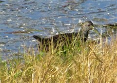 Pardirallus maculatus