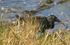 Pardirallus maculatus