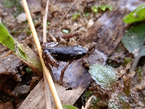 Ansonia penangensis observed 2020-12-22