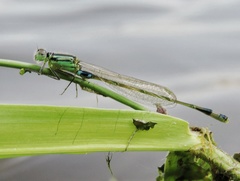 Ischnura senegalensis