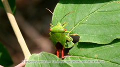 Acanthosoma labiduroides