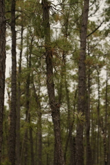 Pinus serotina