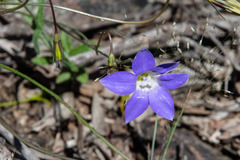 Wahlenbergia multicaulis