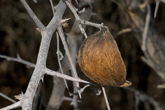 Pentarrhinum insipidum