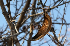 Pentarrhinum insipidum