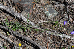 Wahlenbergia multicaulis