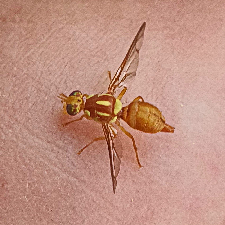 Cucumber Fruit Fly