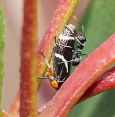 Eurymeloides bicincta
