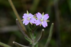 Epilobium gunnianum