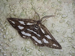 Garaeus mirandus