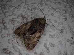 Chytonix subalbonotata