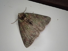 Dindica virescens