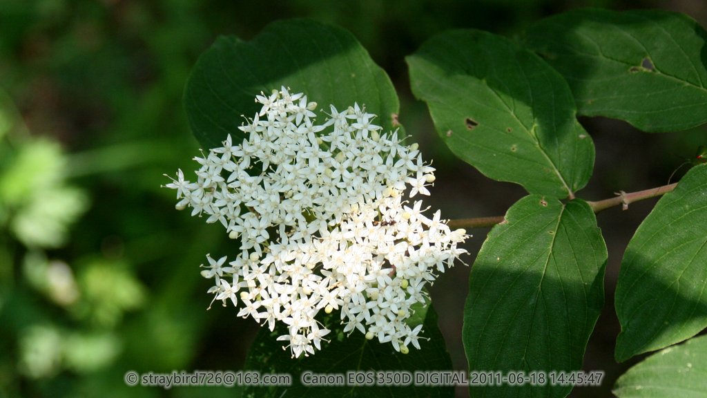 Bretschneider's Dogwood