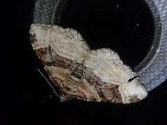 Xanthorhoe hortensiaria