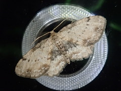 Microcalicha sordida