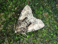 Chytonix albonotata