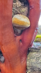 Phellinus arctostaphyli
