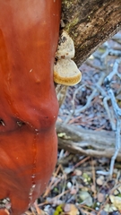 Phellinus arctostaphyli