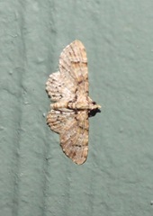 Chloroclystis guttifera