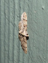 Chloroclystis guttifera