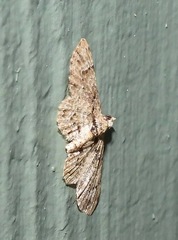 Chloroclystis guttifera
