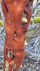 Phellinus arctostaphyli