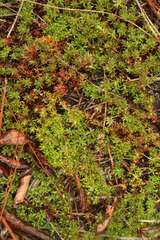 Pyxidanthera barbulata