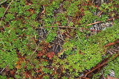 Pyxidanthera barbulata