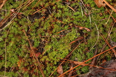 Pyxidanthera barbulata