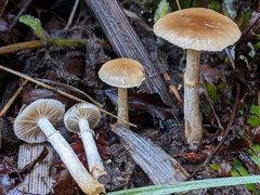 Meottomyces dissimulans