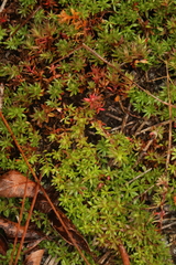 Pyxidanthera barbulata