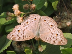 Junonia atlites