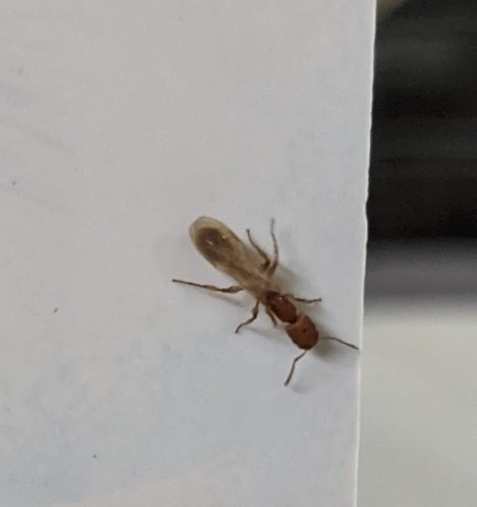 Paratopula