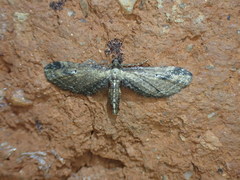 Eupithecia infelix