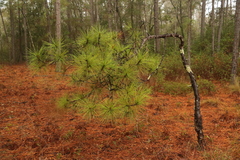 Pinus serotina